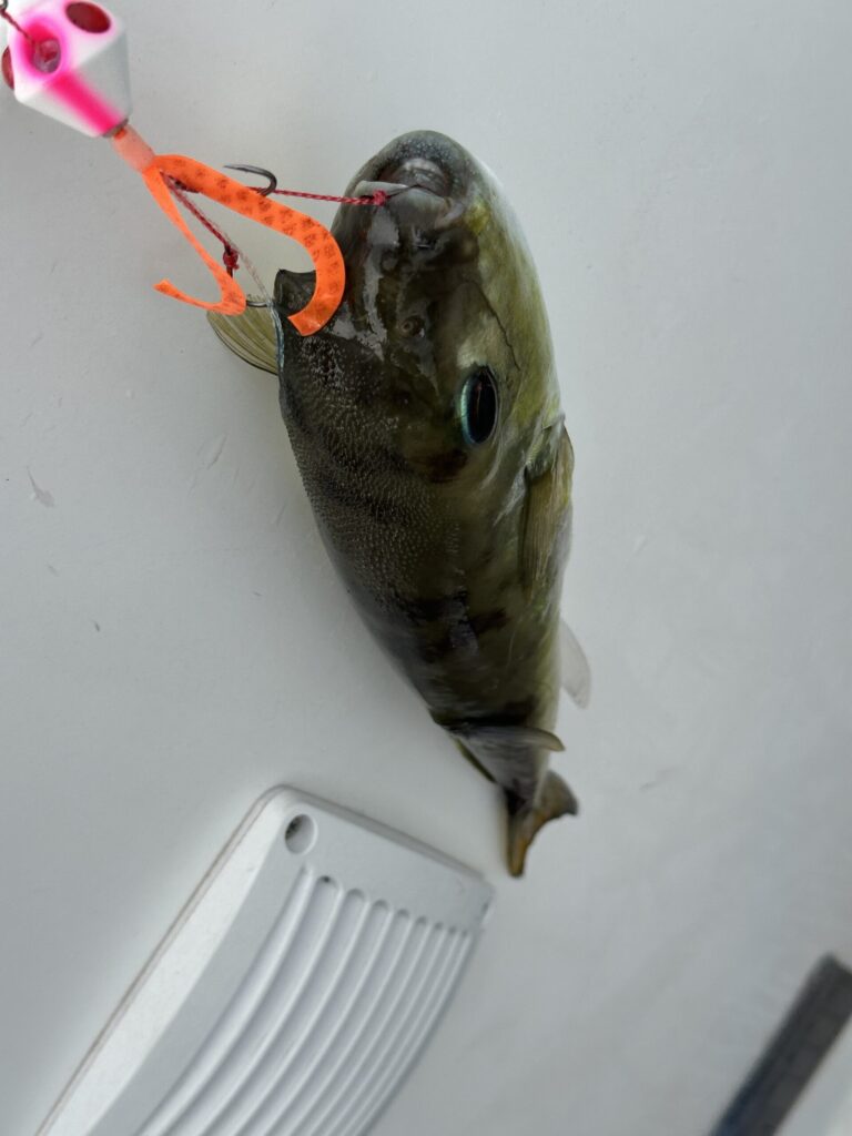 釣れてしまったフグ